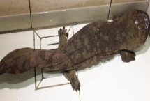 娃娃鱼腹胀病如何防治，可以先停食1-2天