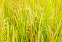 丽粳24号水稻种子特征介绍，三月下旬播种