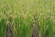 巨2优70水稻种子特征特性，苗期注意防治稻蓟马