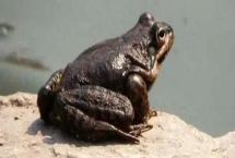 什么是雪蛤，学名叫做东北林蛙