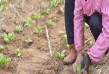 白菜什么时候移栽好,幼苗长出4、5片真叶的时候移栽为佳