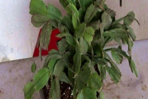 蟹爪兰叶子发黄的原因及处理方法，可能是浇水过多或阳光直射导致的