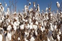 中棉所95602棉花种简介，应及时进行防治