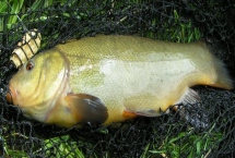 丁桂鱼的原产地，原产地是欧洲