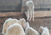 瘦羊如何催肥,可提供蛋白质和微生物含量较高的饲料