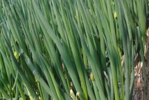 山东大葱的产地，主要有寿光市、胶州市、聊城市等