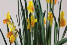 养殖洋水仙的方法，盆土要求疏松透气，含有丰富的有机质