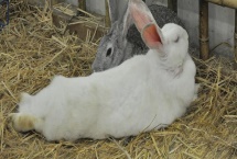 哺乳母兔怎么管理，增加青绿饲料、精饲料的饲喂量可增强体质