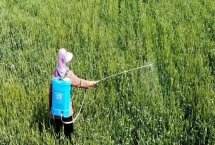茎叶处理除草剂怎么使用,主要在杂草3-5叶期兑水喷雾