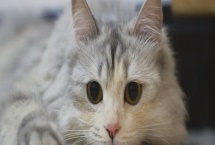 猫打喷嚏怎么办，根据病因对症治疗