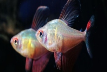 鱼的特征，都用鳃呼吸的