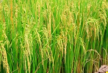 金龙优548水稻品种特性，籼型三系杂交水稻品种