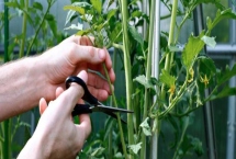 番茄怎么修剪，可保留主干摘除抽发的侧枝