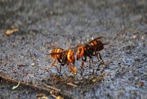 杀人蜂是什么蜂，实际上是多种剧毒蜂类的俗称