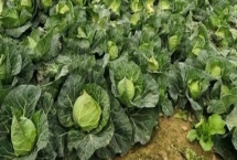 夏季怎么种植甘蓝,深翻土壤后可进行条播或撒播