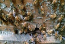 盗蜂的处理方法,需及时处理