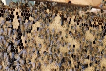 养蜂如何换王,待蜂群失王1-2天再介入新王