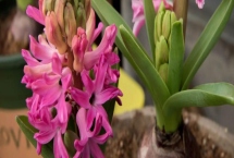 风信子的养殖方法，选择肥力充足且排灌良好的沙土为佳