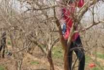 石榴为什么要整形修剪，是为了让石榴花多、果多、造形美