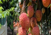 荔枝种植的注意事项，种植时间、密度、温度和水肥都需考虑