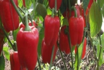 常见的辣椒品种，包括朝天椒、灯笼椒、七星椒、牛角椒等种类