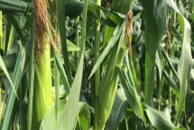 宣益10号玉米种子特征特性，选择在中上等肥力地块种植