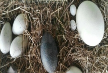 鸵鸟蛋的孵化时长，通常是40-42天