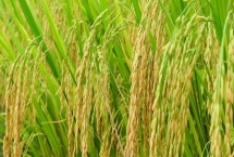 水稻的生长环境介绍，喜高温且对土壤的要求不严