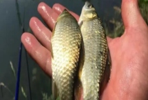 夏天钓鲫鱼技巧，大部分情况都应该钓远