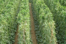 哪些蔬菜适合在夏天种植，包括豇豆、南瓜、丝瓜等品种
