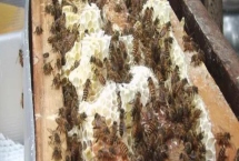 人工分蜂白天好还是晚上好，最佳时间是傍晚