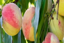 哪里的水蜜桃最好吃,奉化水蜜桃被誉为中国之最