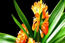 养殖君子兰用什么土壤，以疏松多孔、松散蓬松的土壤为宜