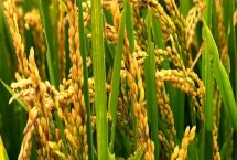 艺稻625水稻种子特征介绍，病虫草害防治