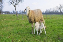 小羊不吃奶怎么处理，可以把奶挤出来再用注射剂灌喂