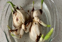 水仙花球开过花后如何处理，需及时清洗杀菌处理