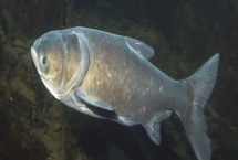 大头鱼如何进行高密度养殖,大规格鱼种的亩投放量要控制在100尾以内