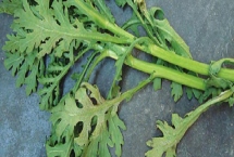 秋季怎么防治茼蒿霜霉病，重病田可以和其它作物轮作