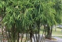 竹子的种植成本，投资因品种而异