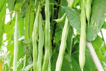 豆角耐涝还是耐旱，具有一定的耐旱性