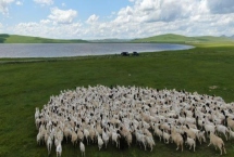 养羊的基本知识，需注意饲养、水源和发情周期等