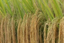 忠优壮苗水稻种简介，综合防治病虫害