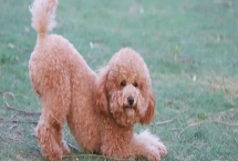 最好养的10种小型犬，包括泰迪犬、西施犬、柯基犬等品种