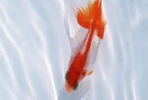 小金鱼吃什么能活得久，不同生长阶段需要的食物有区别