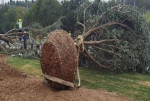 冬至以后能移树吗，冬至后可以移栽树木