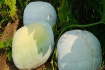 冬瓜可以放冰箱吗，可以但需要密封好