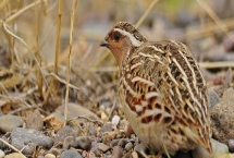 鹌鹑的养殖技术，产蛋期要注意光照时长