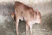 牛犊拉黄稀屎怎么处理，可根据体重喂敌百虫