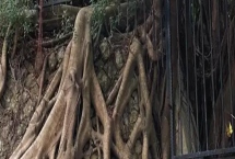 如何弄死树根，根据不同的树种来做选择