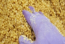 鲤鱼的窝料配方，常用材料包括麦麸、玉米渣、豆饼等物质